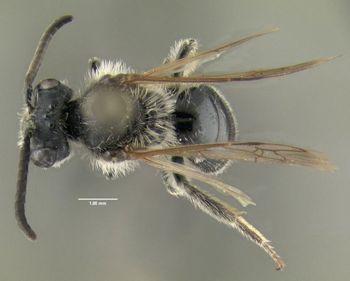 Media type: image;   Entomology 609527 Aspect: habitus dorsal view